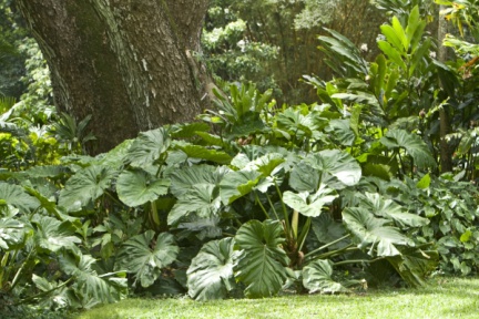 Hawaii-2007-04-30-05-04-023