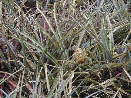 P6110023