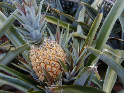 P6110025