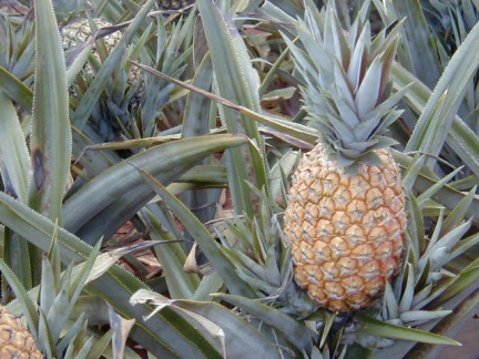 P6110026