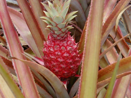 P6110028