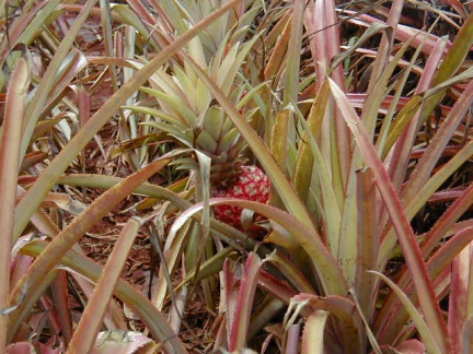 P6110029