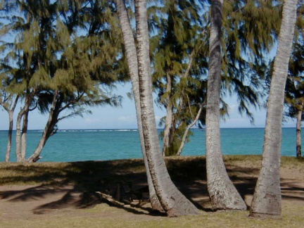 hawaii-trees